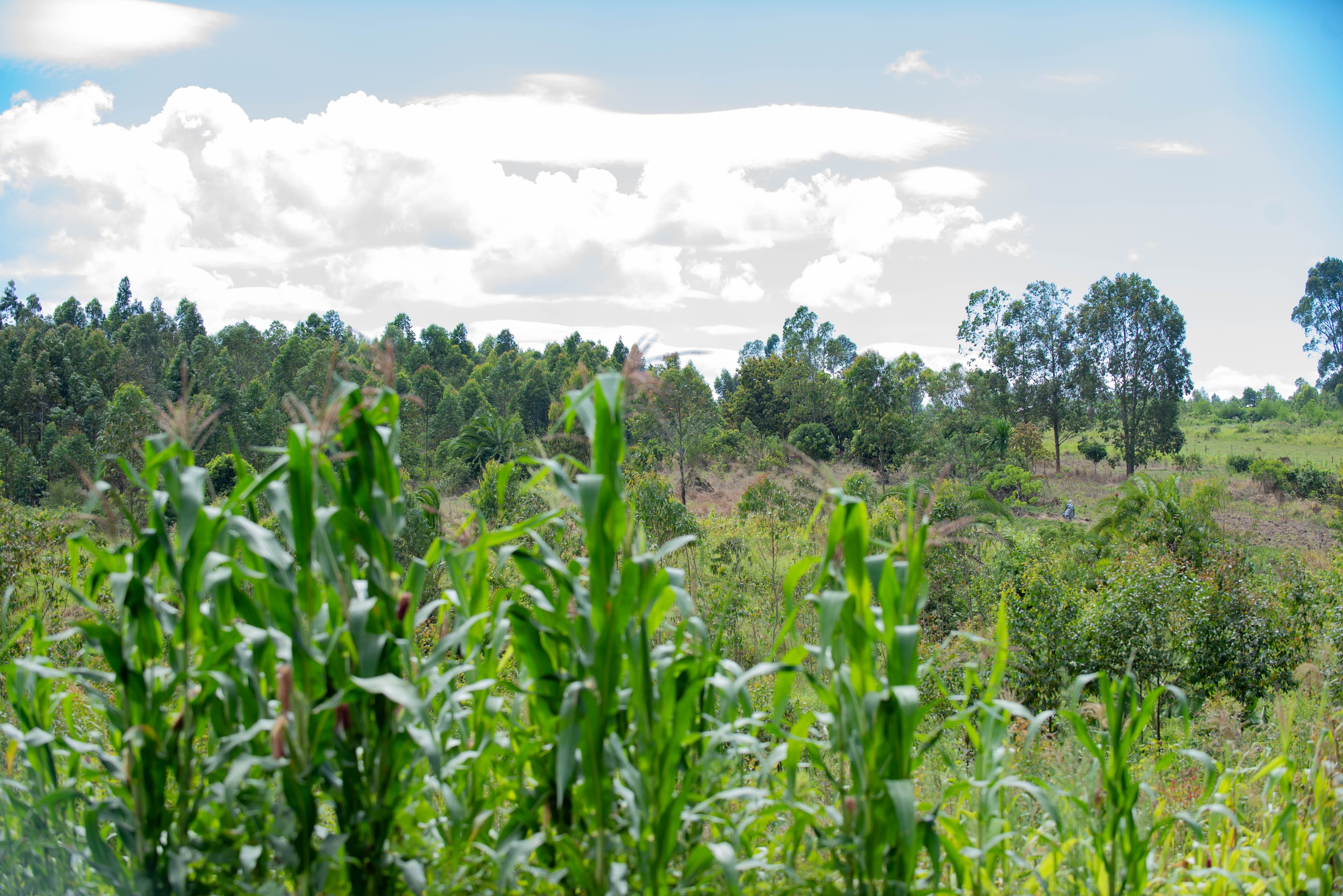 Programme Agricole Intégré